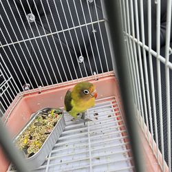 Cage Bird