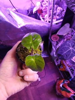 Alocasia imperial Red