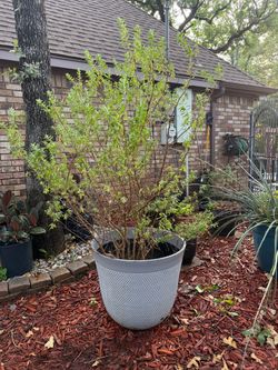 Nice Huge Texas Sage plant in a large pot.