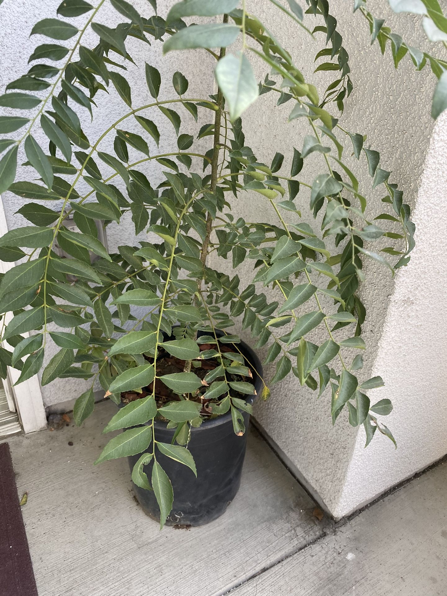 Curry Leaf Plant (Large size)