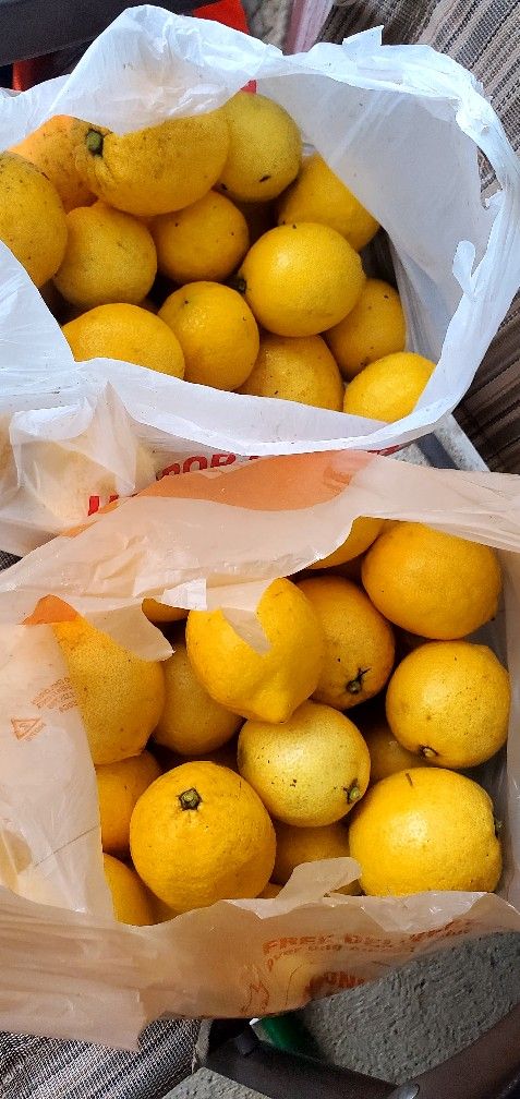 Eureka Lemons