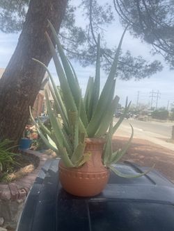 Aloe Vera And Pot