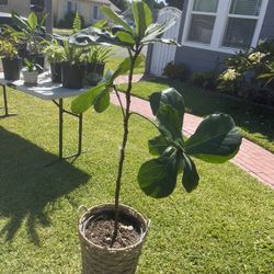 Fiddle Leaf plant