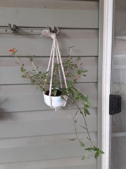 Little hanging Pink Purslane & pretty jew plant