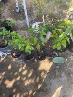 Harbanero Pepper
