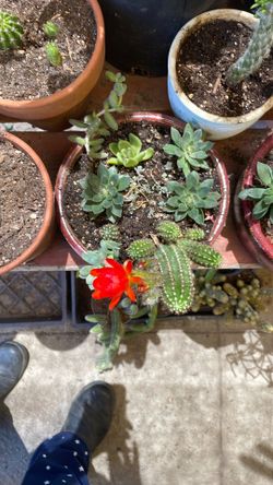 Suculentas y cactus  10, cada una