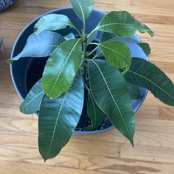 Mango Plant 🥭 
