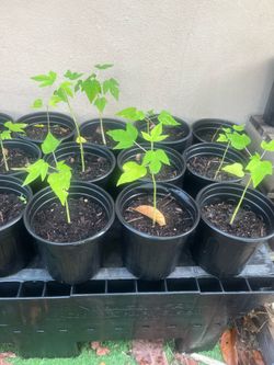 Papaya Seedlings