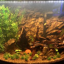 36 Gallon Bow Front Tank With Tropical freshwater Community 