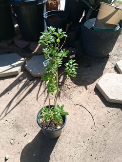 Epazote plant $8