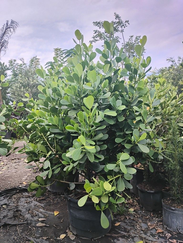 Calusia 6.5-7'ft 95.00