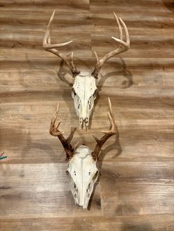 Taxidermy-Deer skulls