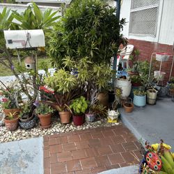 Discover The Beauty of Nature with our $2 and Up Plants!