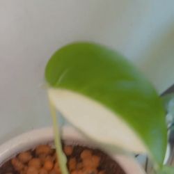 Monstera Albo Borsigiana
