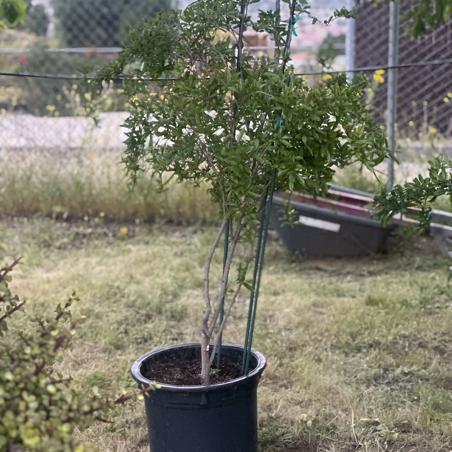 Pomegranate Trees 