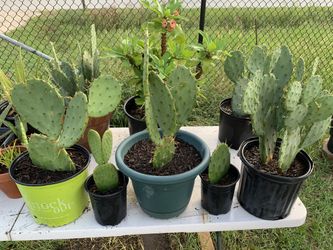 Nopales & Corona De Cristo