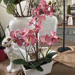 Orchid Plant/  Decor