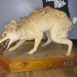 Coyote
