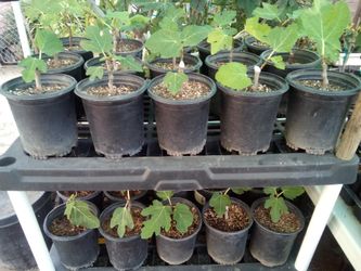Black Mission Fig Fruit Tree - 1 Gallon