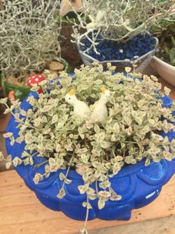 Succulents arrangements