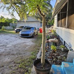 The Madagascar Palm, scientifically known as Pachypodium lamerei
