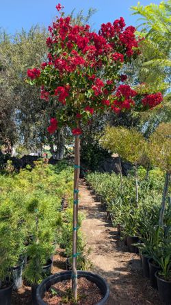 Crepe Myrtle Tree