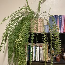 Large Fern Plant With Pot