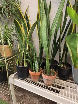Snake Plant