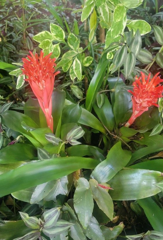 Blooming Bromeliads 