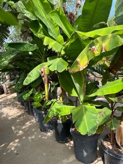 Banana tree