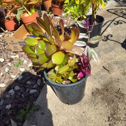 Soculen plants $5