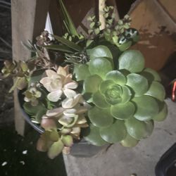 succulent plant arrangement in large black  pot 