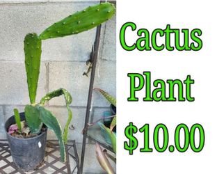 Cactus Plant 🌵