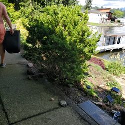 6ft Boxwood Evergreen Shrub