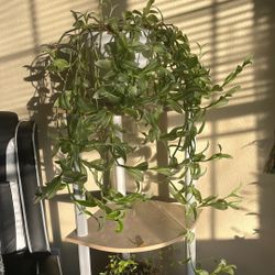 Fluffy House Plants 🪴 