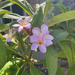 Plumeria Cuttings