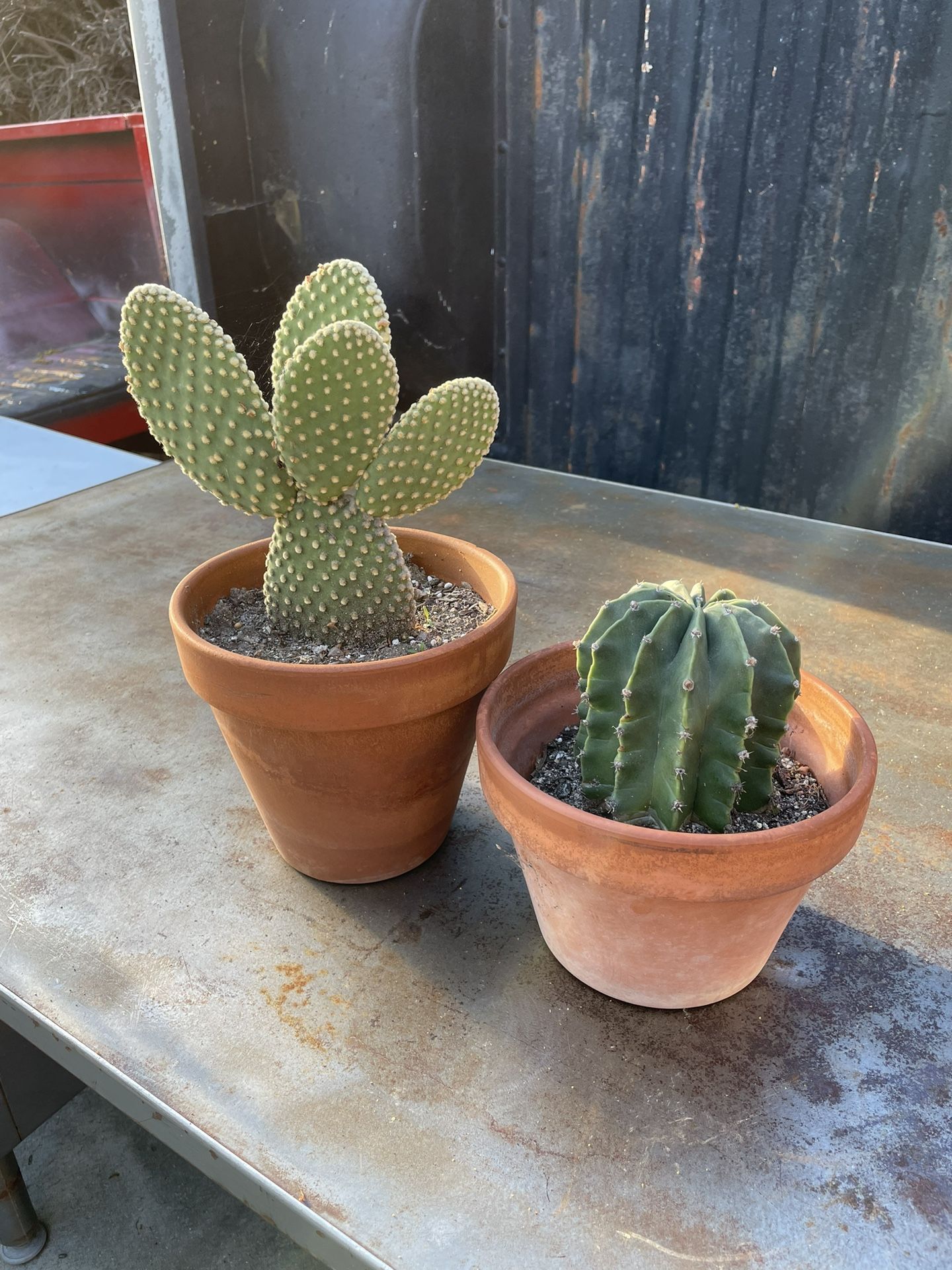 2 Cacti In Terra Cotta Pots