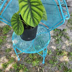 Beautiful Plant 🪴 1 Gallon/ Well Established 