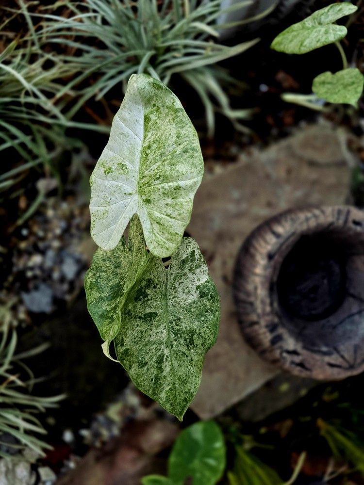 Alocasia Odora Batik