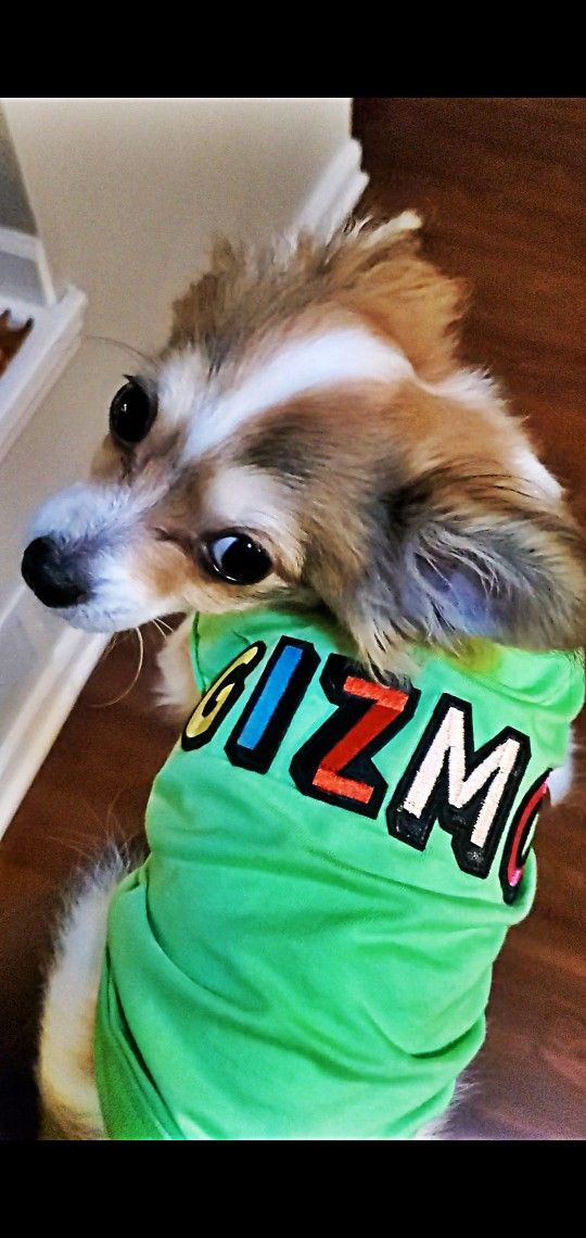 Small Dog Customized Shirt ( Gizmo ) Size Small