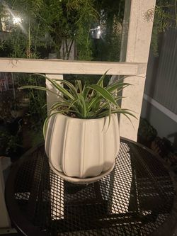 Planta natural