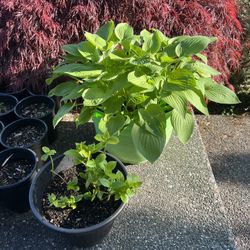 Hosta And Hydrangea Plant