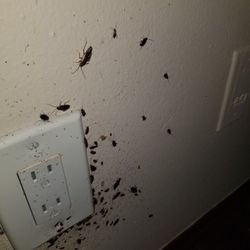 Exterminador de Cucarachas 