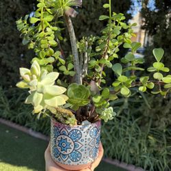 Pretty Succulents 