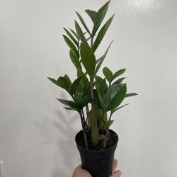 Zz Plant 