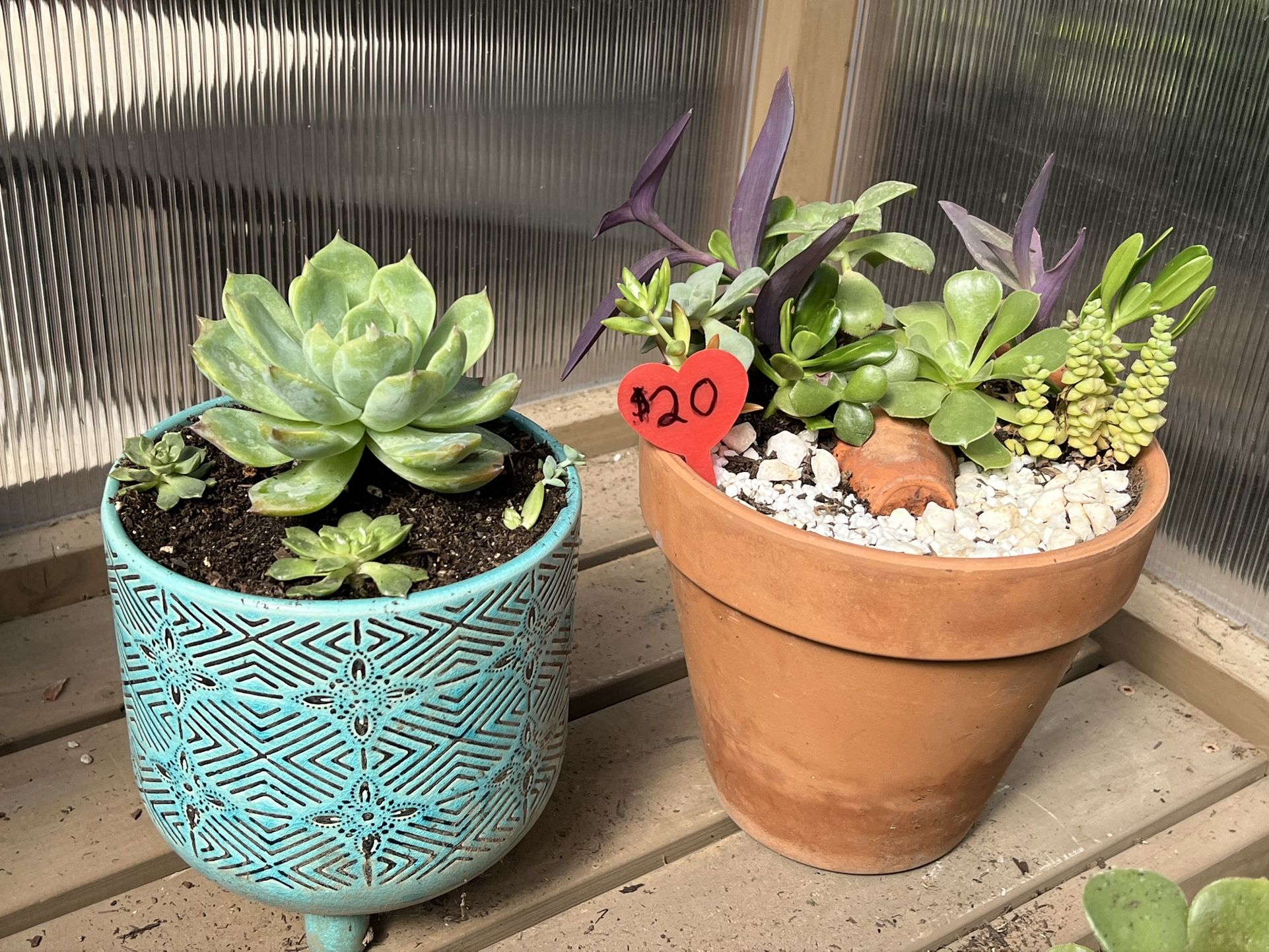 Succulent Planters