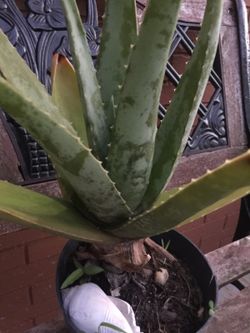 Aloe plant