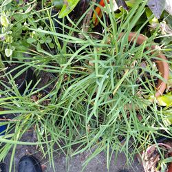 Garlic chives herb plant