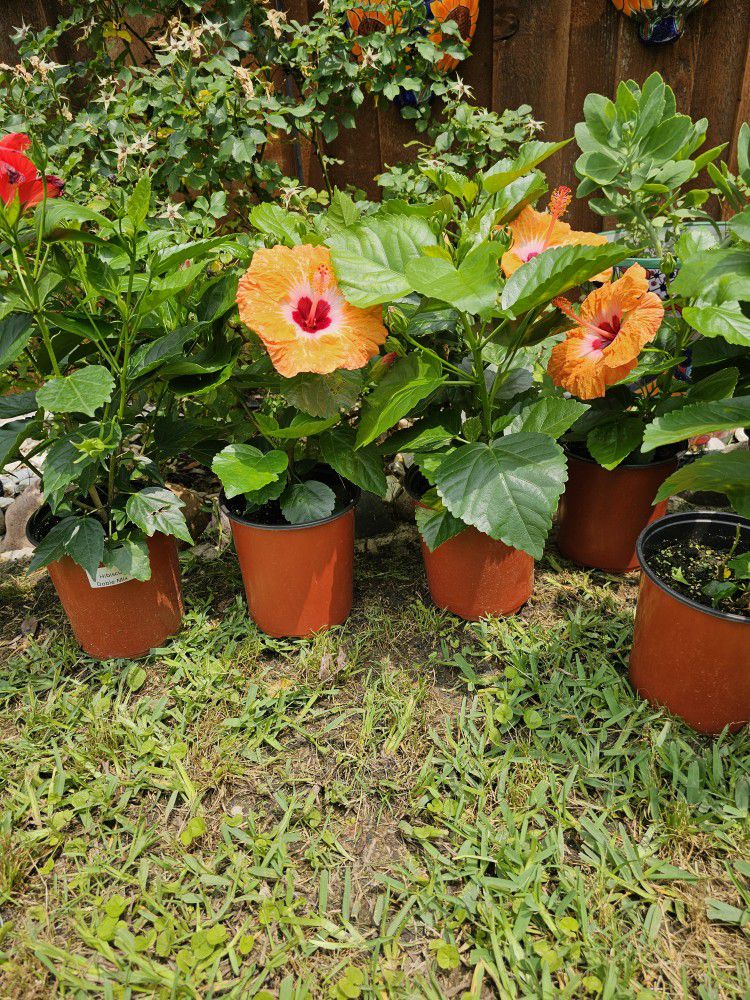 One Gallon Hibiscus PLANTS ARRIVE, BEAUTIFUL AND HEALTHY. $11 EACH