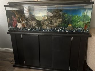 Fish Tank